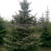 picea (19)